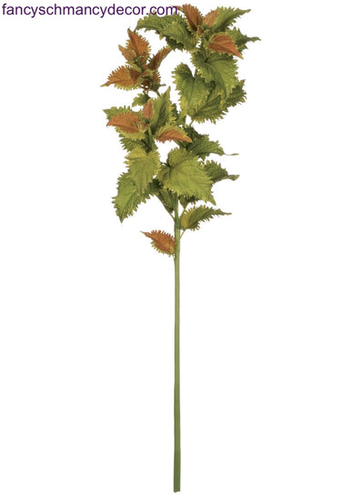 Coleus Spray